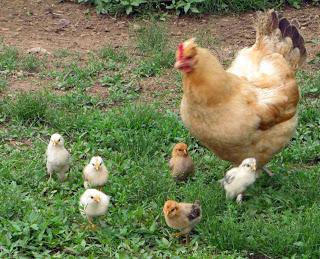 Pollos: ¿qué alimentar? Aprendemos
